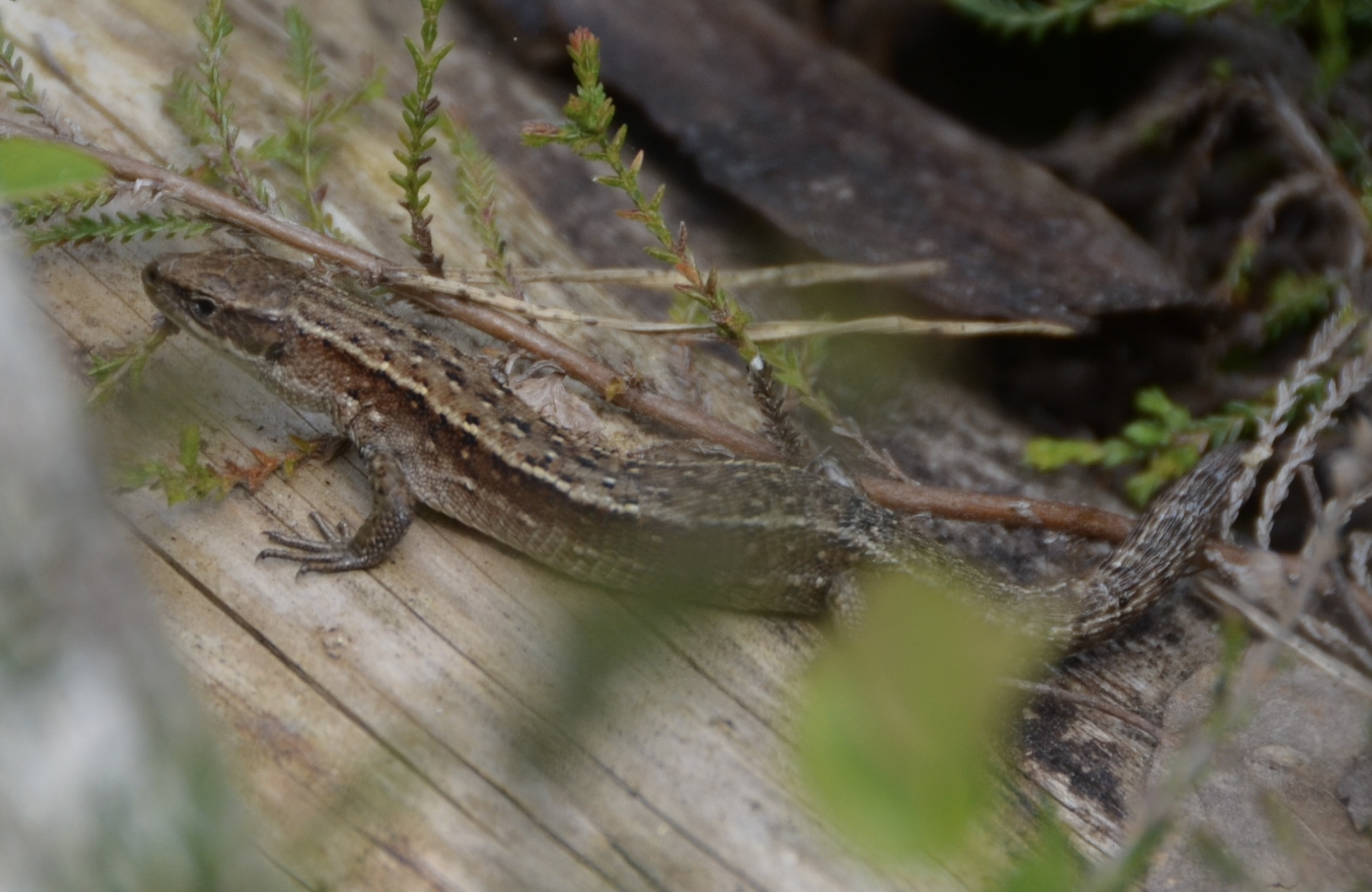 Common lizard 18May23.jpg